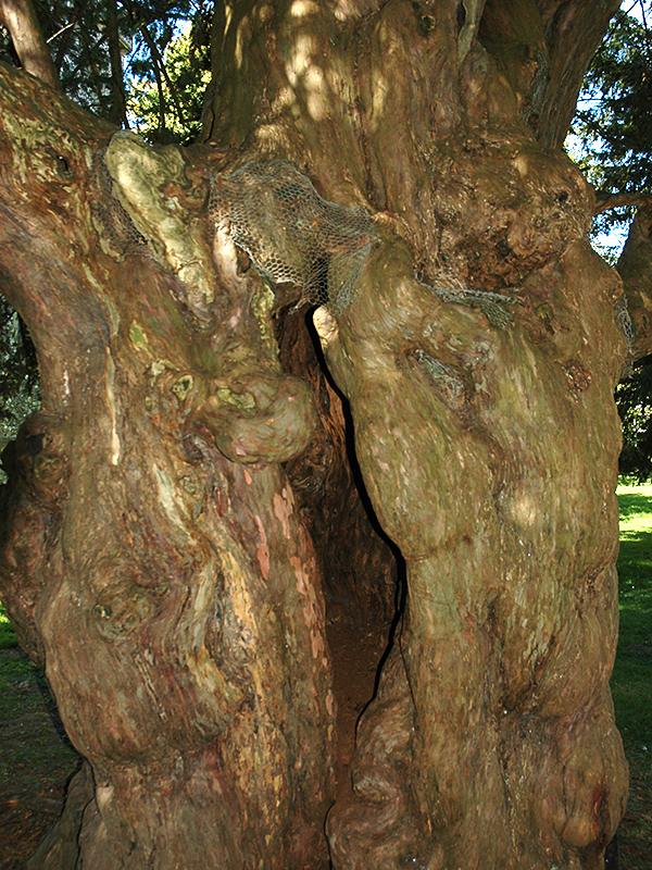 Taxus baccata, mature. Westonbirt, The National Arboretum, Tetbury, Gloucestershire, England.